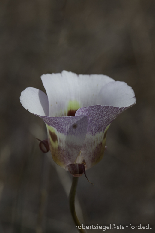 calochortus